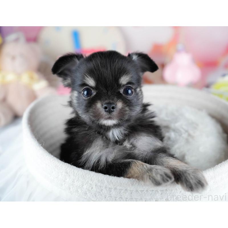 販売中の茨城県のチワワ(ロングコート)-431427の7枚目