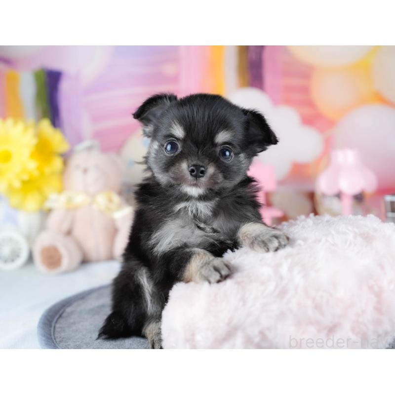 販売中の茨城県のチワワ(ロングコート)-431427の6枚目