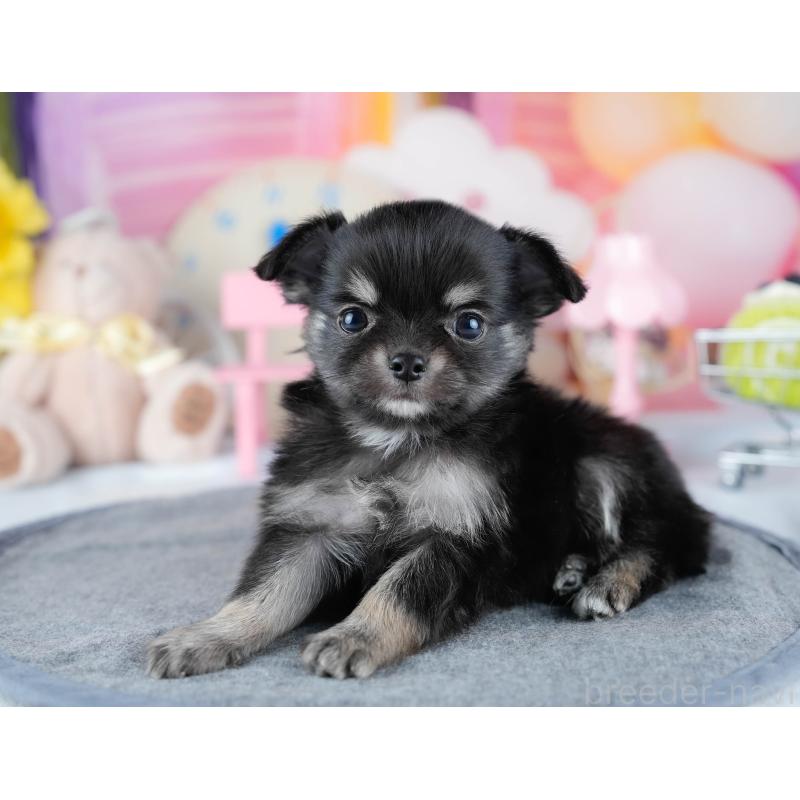 販売中の茨城県のチワワ(ロングコート)-431427の5枚目