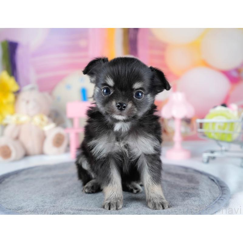 販売中の茨城県のチワワ(ロングコート)-431427の4枚目