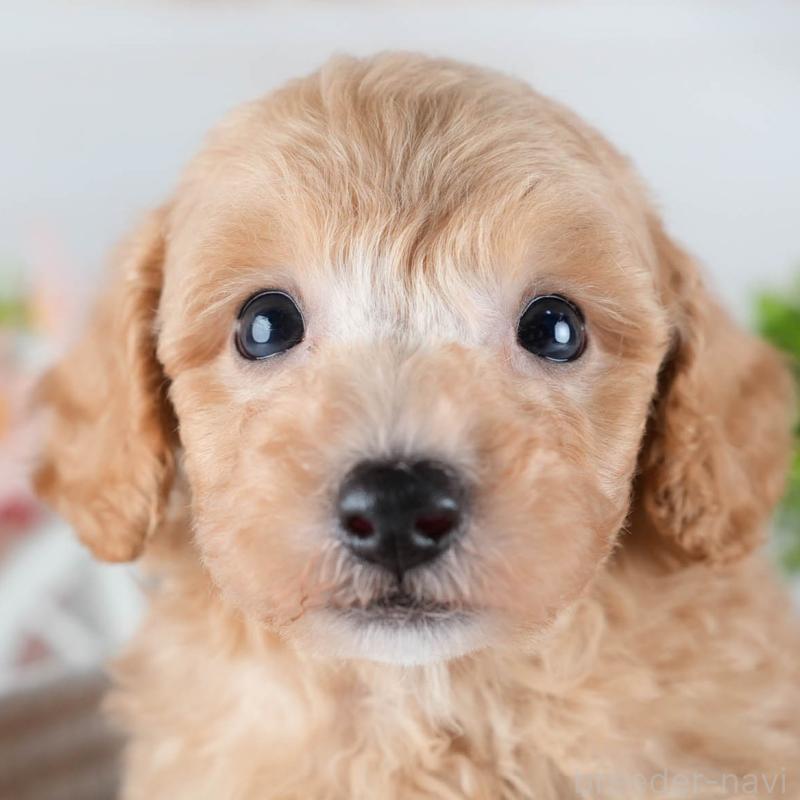 販売中の茨城県のミックス犬-431508の9枚目