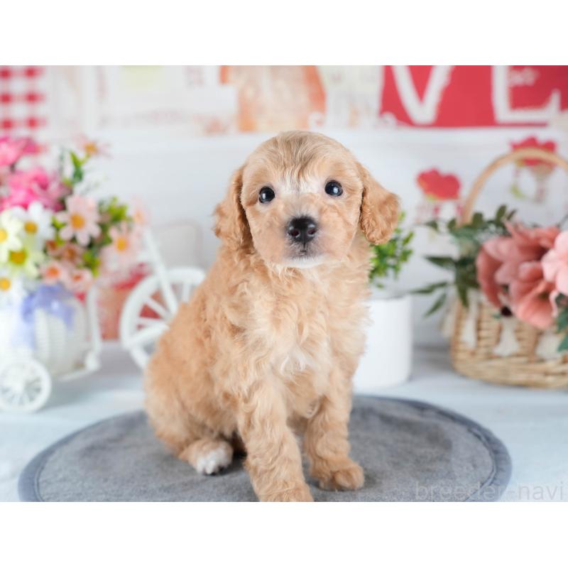 販売中の茨城県のミックス犬-431508の8枚目