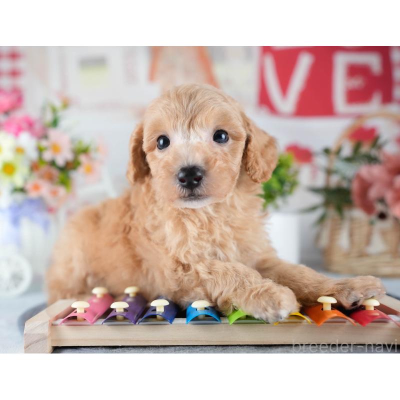 販売中の茨城県のミックス犬-431508の7枚目