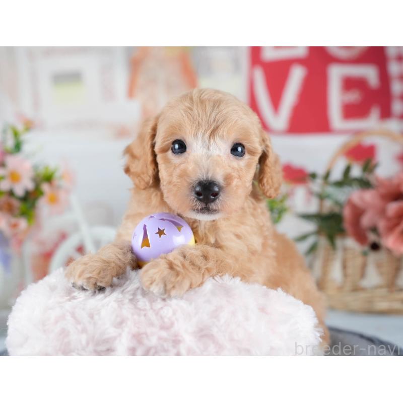 販売中の茨城県のミックス犬-431508の6枚目