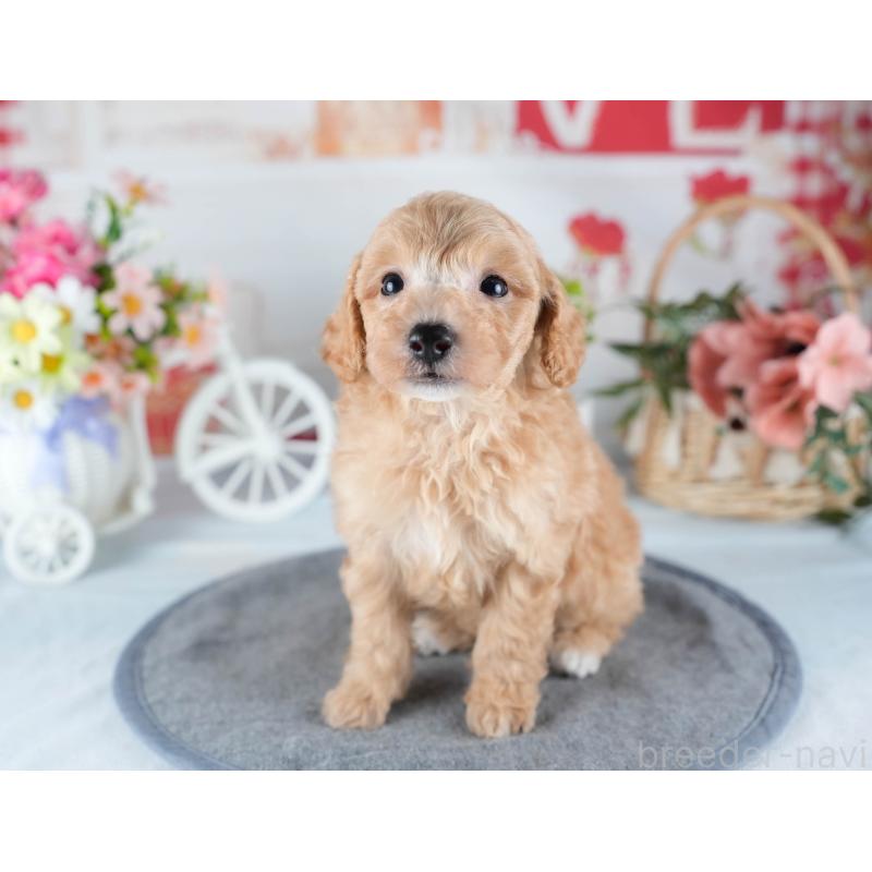 販売中の茨城県のミックス犬-431508の5枚目