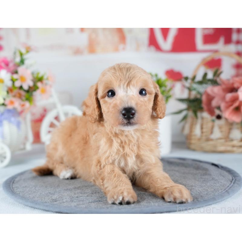 販売中の茨城県のミックス犬-431508の4枚目