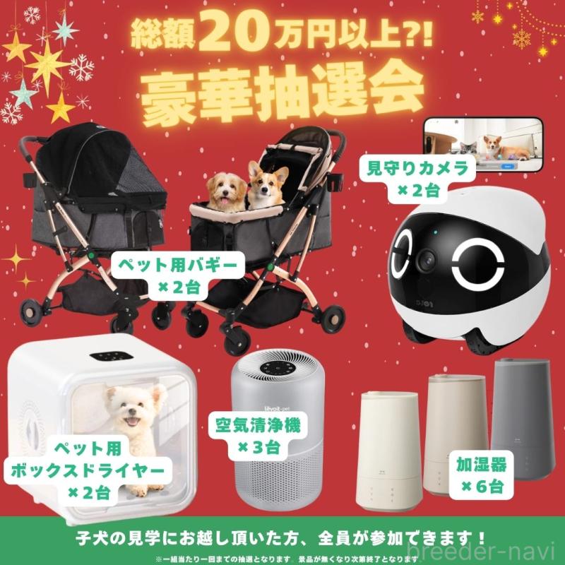 販売中の茨城県のミックス犬-431506の13枚目