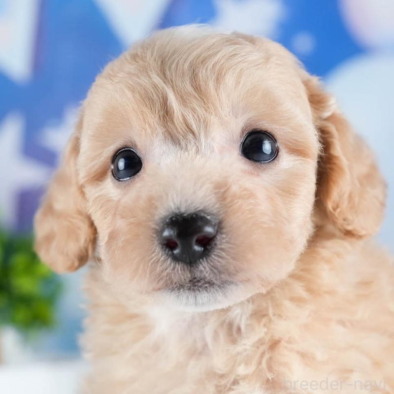 販売中の茨城県のミックス犬-431504の9枚目