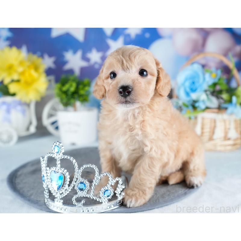 販売中の茨城県のミックス犬-431504の8枚目