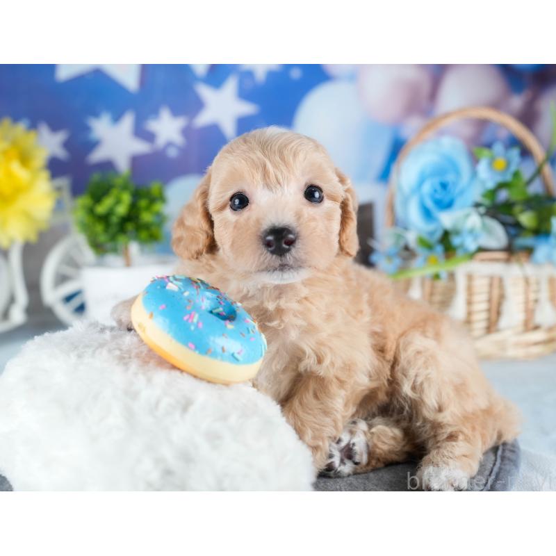 販売中の茨城県のミックス犬-431504の7枚目