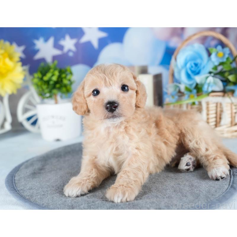 販売中の茨城県のミックス犬-431504の6枚目