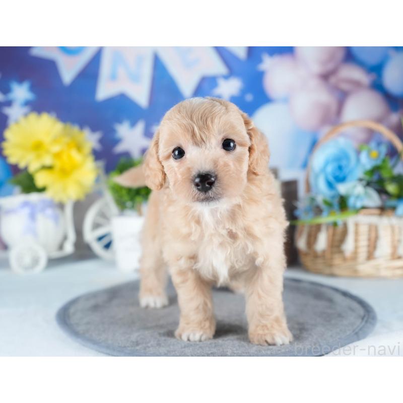 販売中の茨城県のミックス犬-431504の5枚目