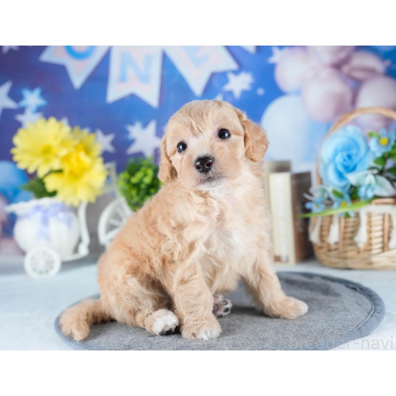 販売中の茨城県のミックス犬-431504の4枚目