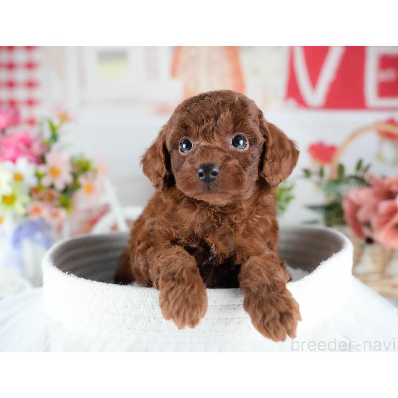 販売中の茨城県のトイプードル-431423の8枚目