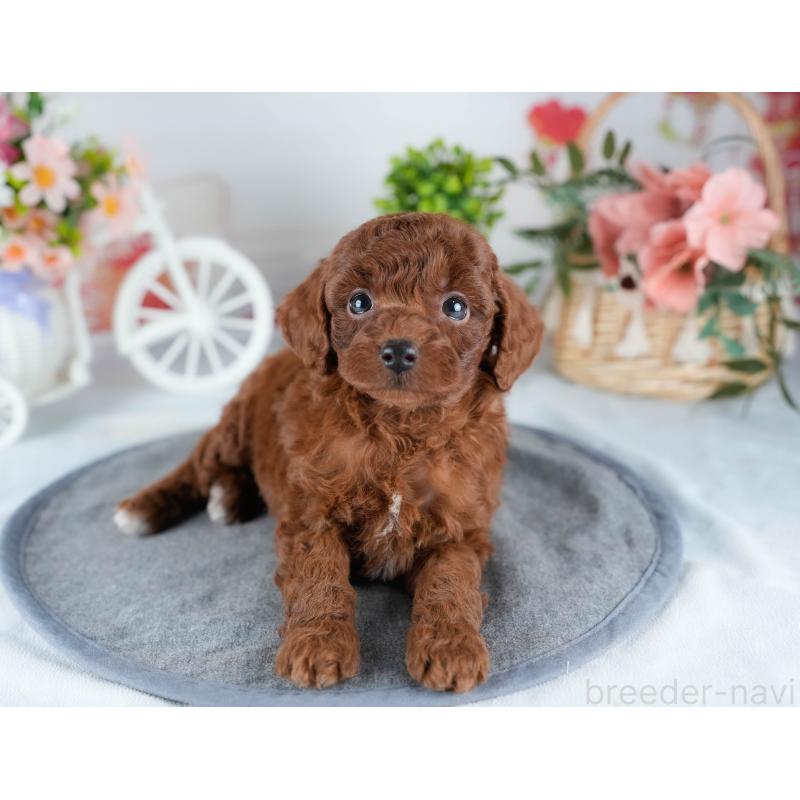 販売中の茨城県のトイプードル-431423の7枚目