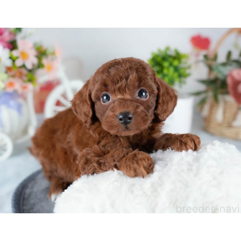 販売中の茨城県のトイプードル-431423の6枚目