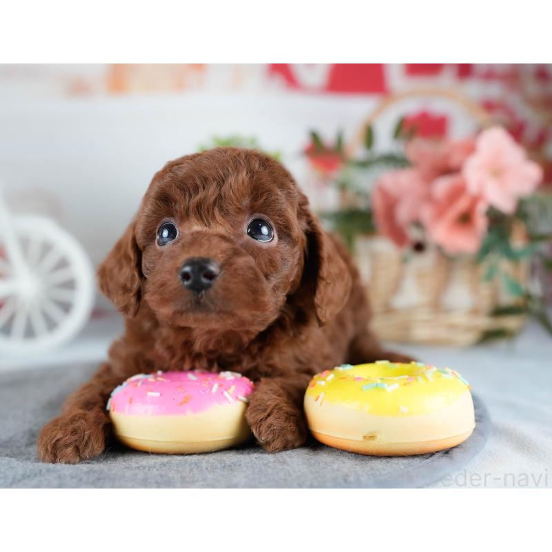 販売中の茨城県のトイプードル-431423の5枚目