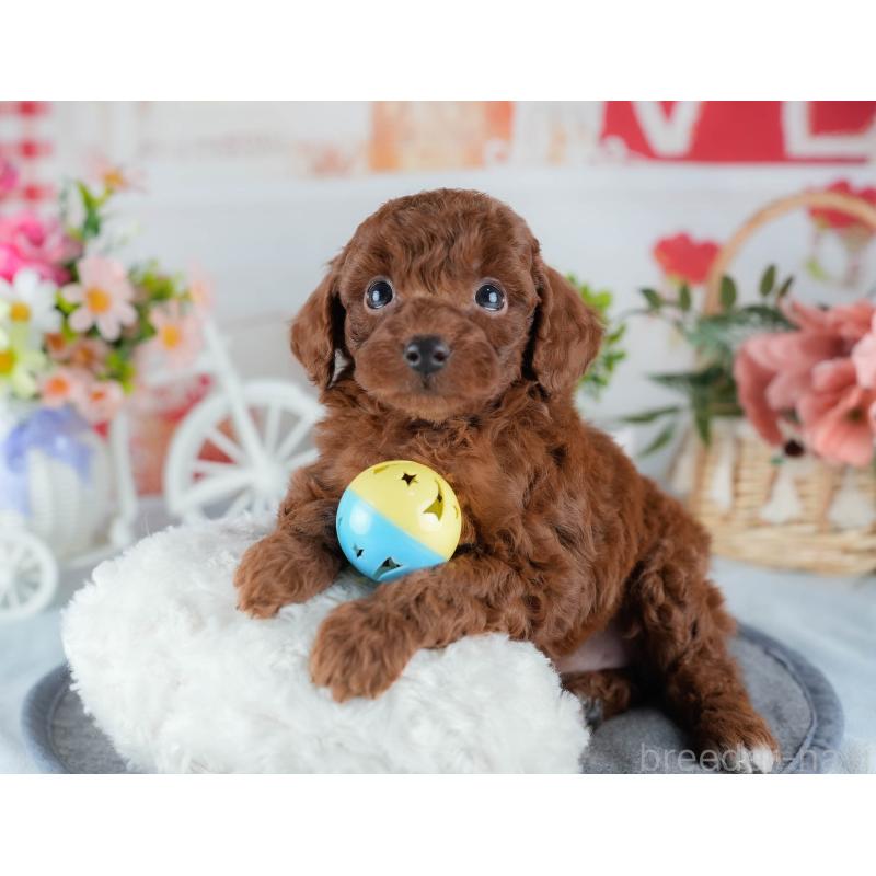 販売中の茨城県のトイプードル-431423の4枚目