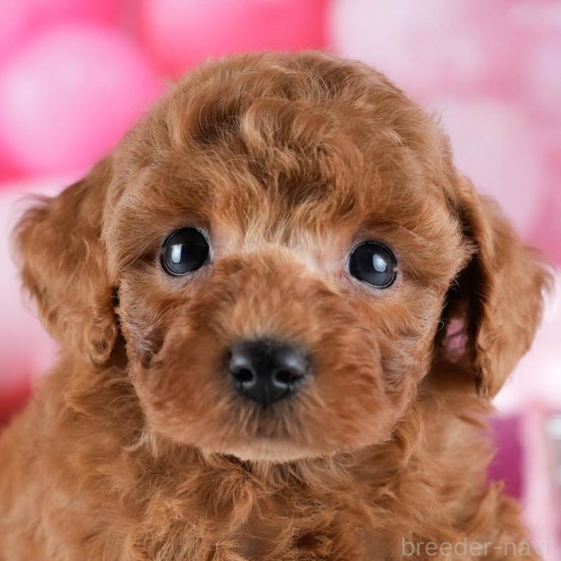 販売中の茨城県のトイプードル-431418の9枚目