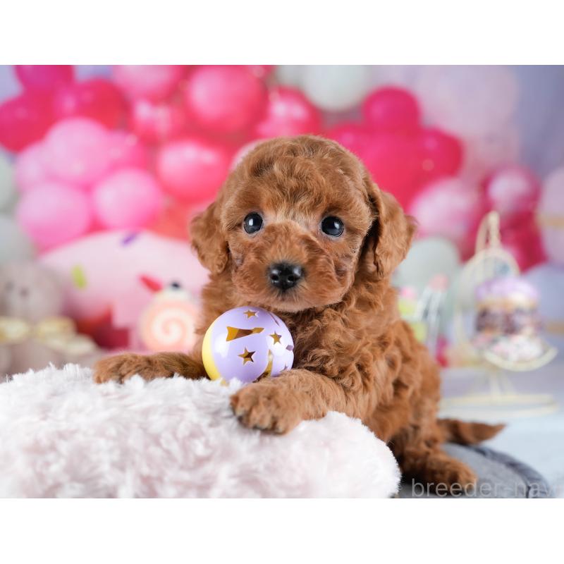 販売中の茨城県のトイプードル-431418の8枚目