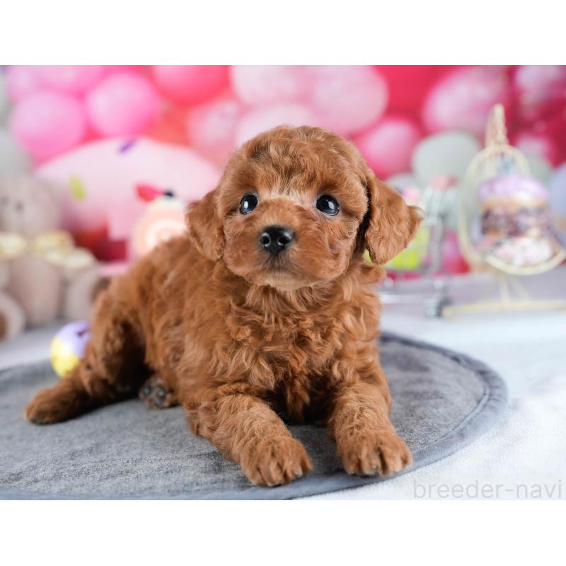 販売中の茨城県のトイプードル-431418の7枚目