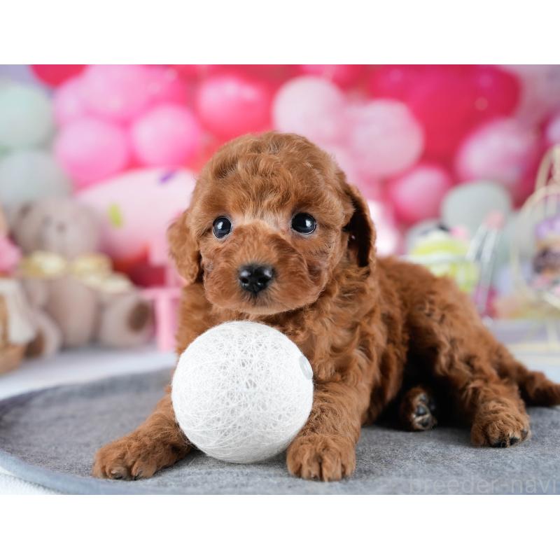 販売中の茨城県のトイプードル-431418の6枚目