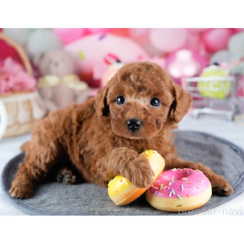 販売中の茨城県のトイプードル-431418の5枚目