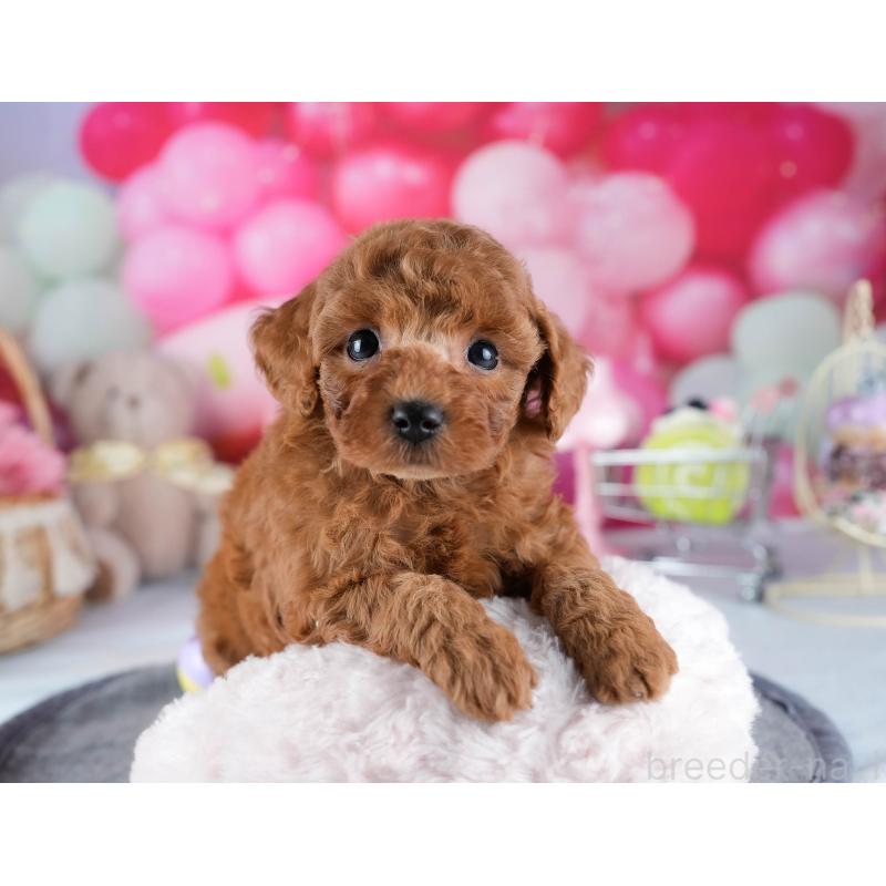 販売中の茨城県のトイプードル-431418の4枚目