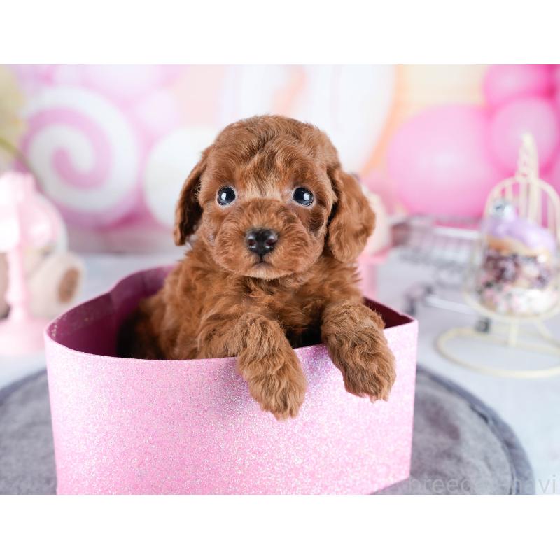 販売中の茨城県のトイプードル-431416の6枚目