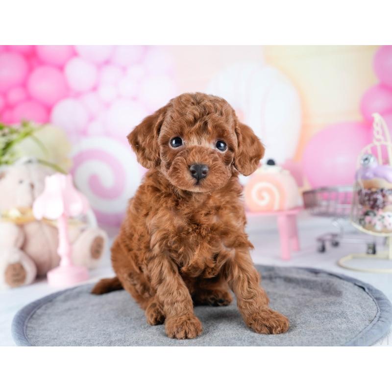 販売中の茨城県のトイプードル-431416の5枚目