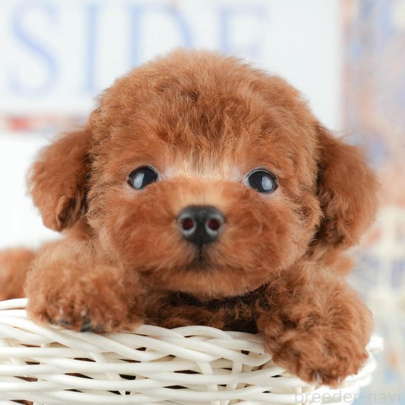 販売中ののトイプードル-431636