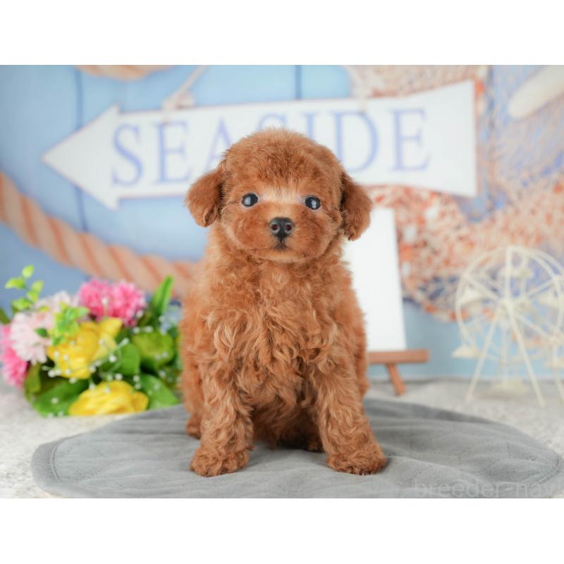 販売中の埼玉県のトイプードル-431636の7枚目