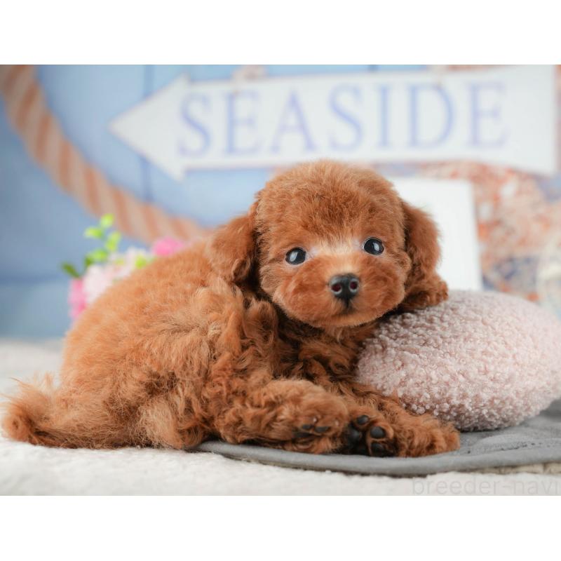 販売中の埼玉県のトイプードル-431636の5枚目