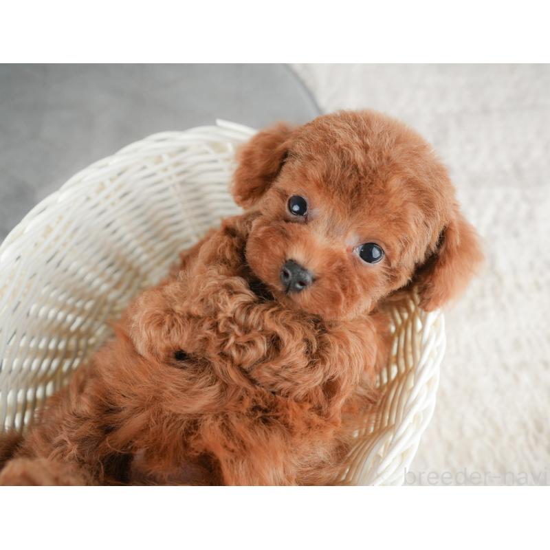 販売中の埼玉県のトイプードル-431636の4枚目