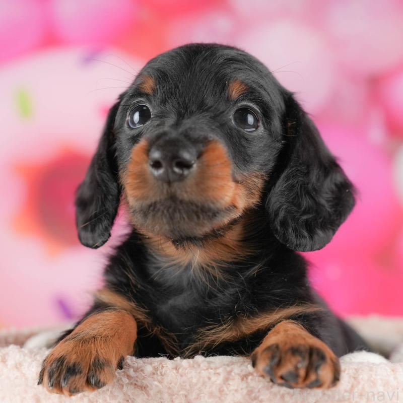 販売中の埼玉県のミニチュアダックスフンド(ロングヘアード)-431645