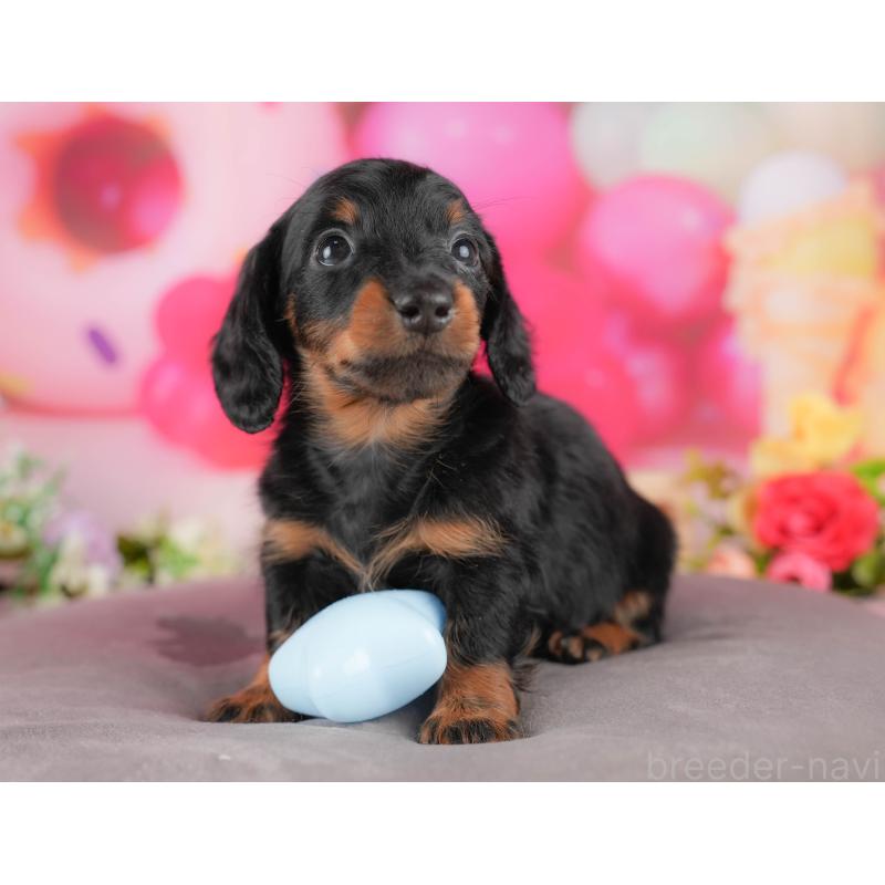 販売中の埼玉県のミニチュアダックスフンド(ロングヘアード)-431645の9枚目