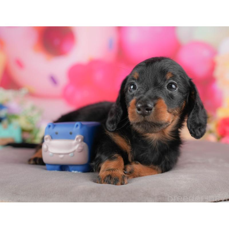 販売中の埼玉県のミニチュアダックスフンド(ロングヘアード)-431645の7枚目