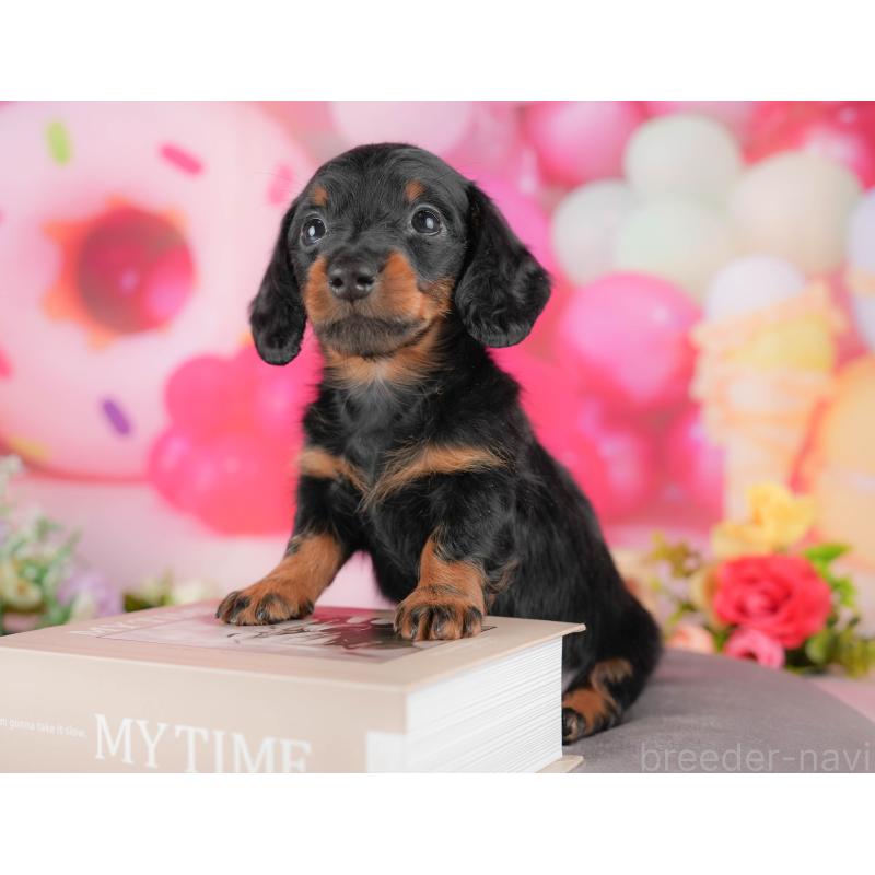 販売中の埼玉県のミニチュアダックスフンド(ロングヘアード)-431645の6枚目