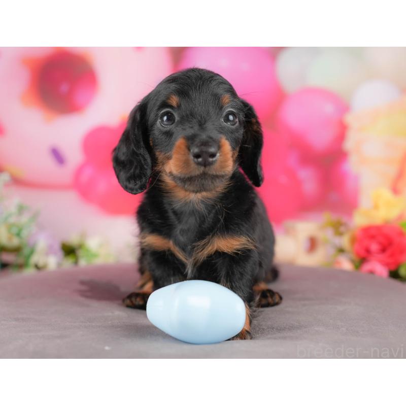 販売中の埼玉県のミニチュアダックスフンド(ロングヘアード)-431645の3枚目