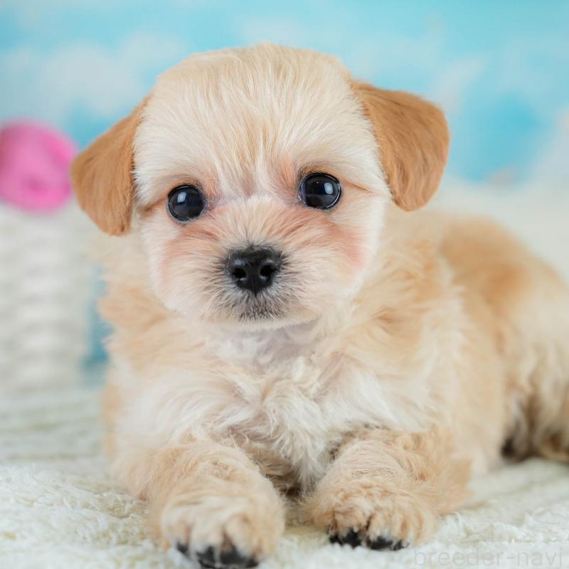 販売中の埼玉県のチワプー:チワワ×トイプードル-431632