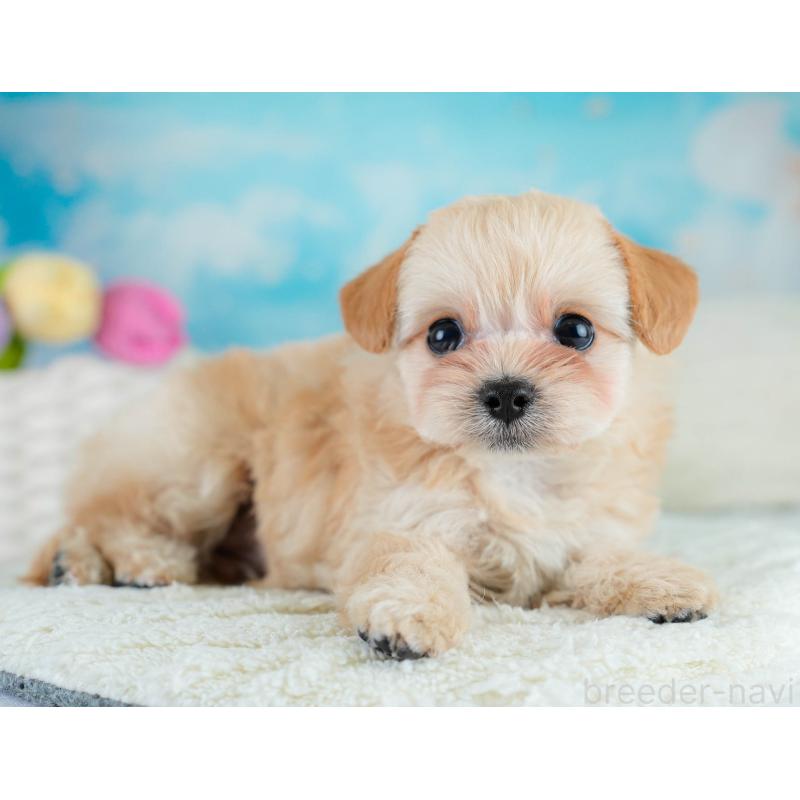 販売中の埼玉県のチワプー:チワワ×トイプードル-431632の11枚目