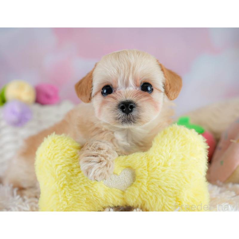 販売中の埼玉県のチワプー:チワワ×トイプードル-431632の10枚目