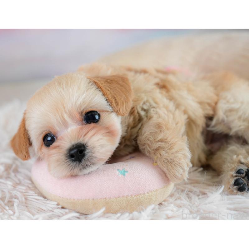 販売中の埼玉県のチワプー:チワワ×トイプードル-431632の9枚目