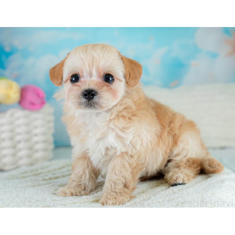 販売中の埼玉県のチワプー:チワワ×トイプードル-431632の8枚目