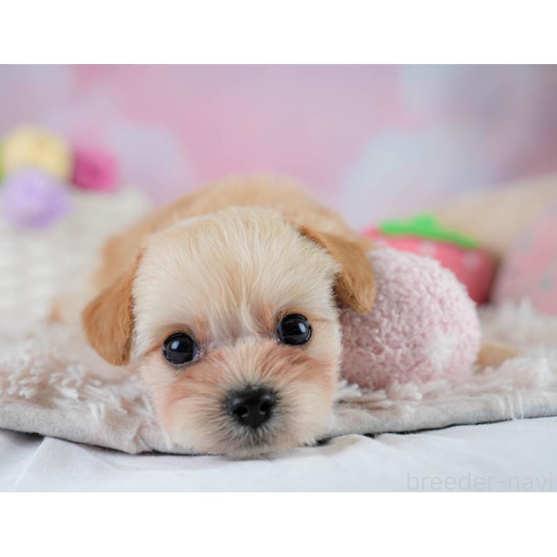 販売中の埼玉県のチワプー:チワワ×トイプードル-431632の7枚目