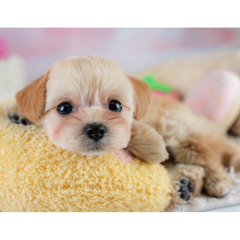 販売中の埼玉県のチワプー:チワワ×トイプードル-431632の6枚目