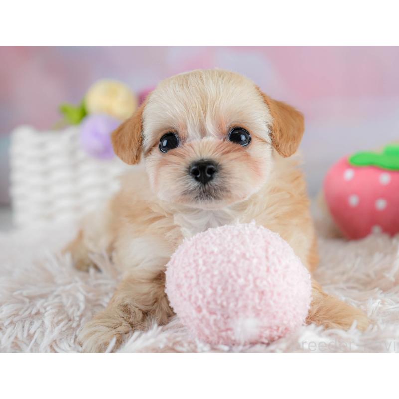 販売中の埼玉県のチワプー:チワワ×トイプードル-431632の5枚目