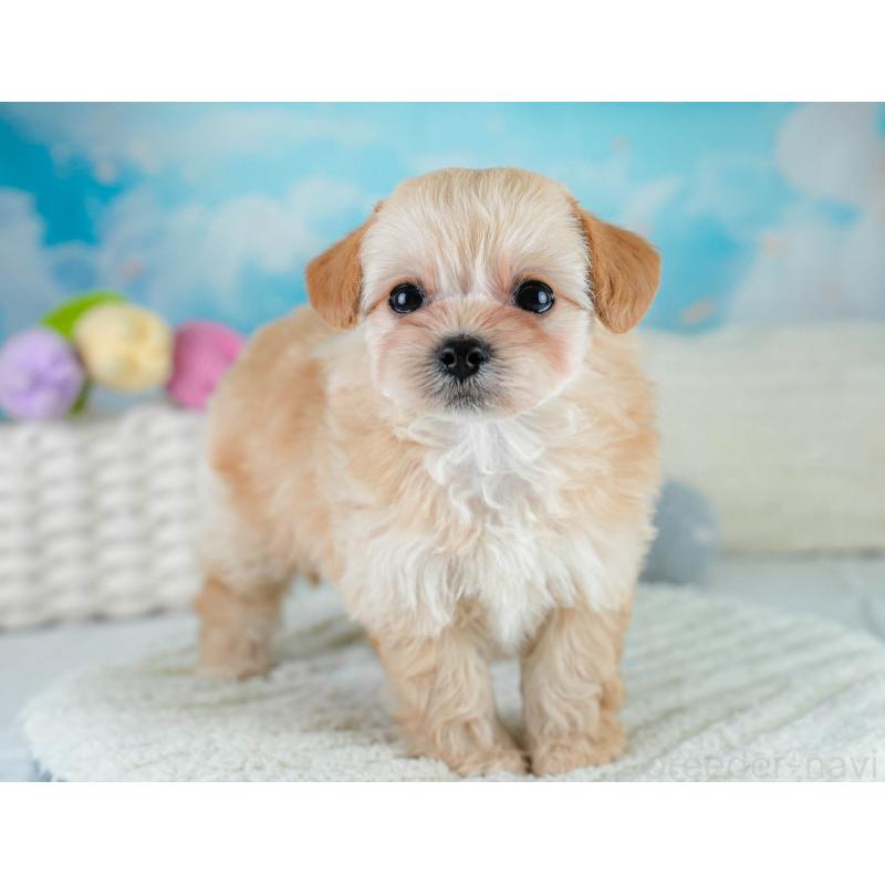 販売中の埼玉県のチワプー:チワワ×トイプードル-431632の4枚目