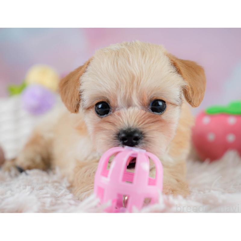 販売中の埼玉県のチワプー:チワワ×トイプードル-431632の3枚目