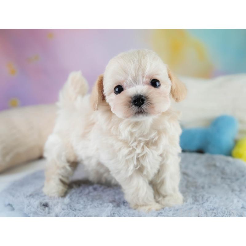 販売中の埼玉県のチワプー:チワワ×トイプードル-431631の11枚目